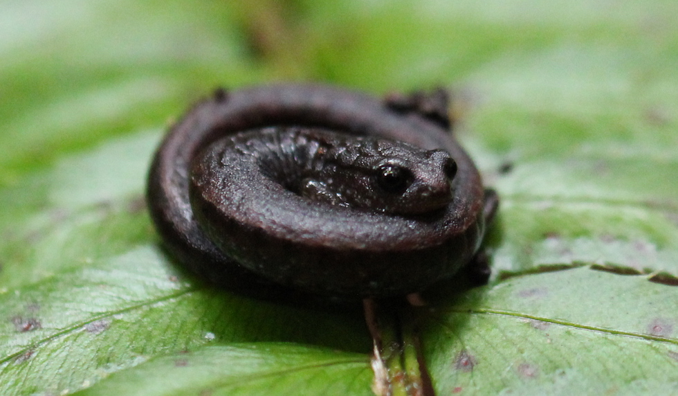 California Slender Salamander