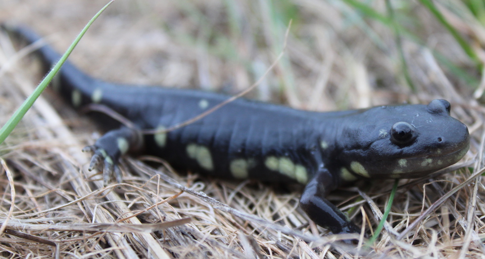 California Tiger Salamander