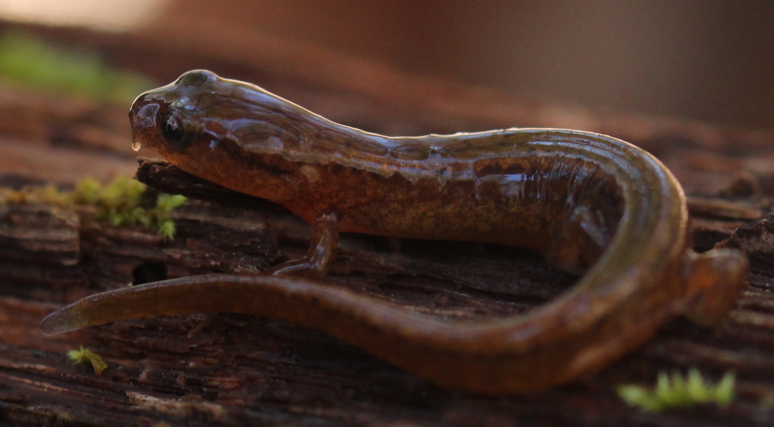 Carolina Sand Hills Salamander