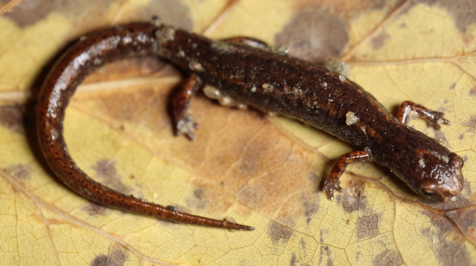 Four-Toed Salamander