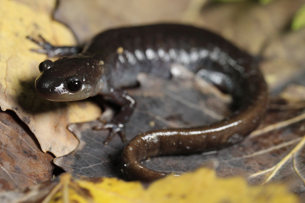 Jefferson Salamander