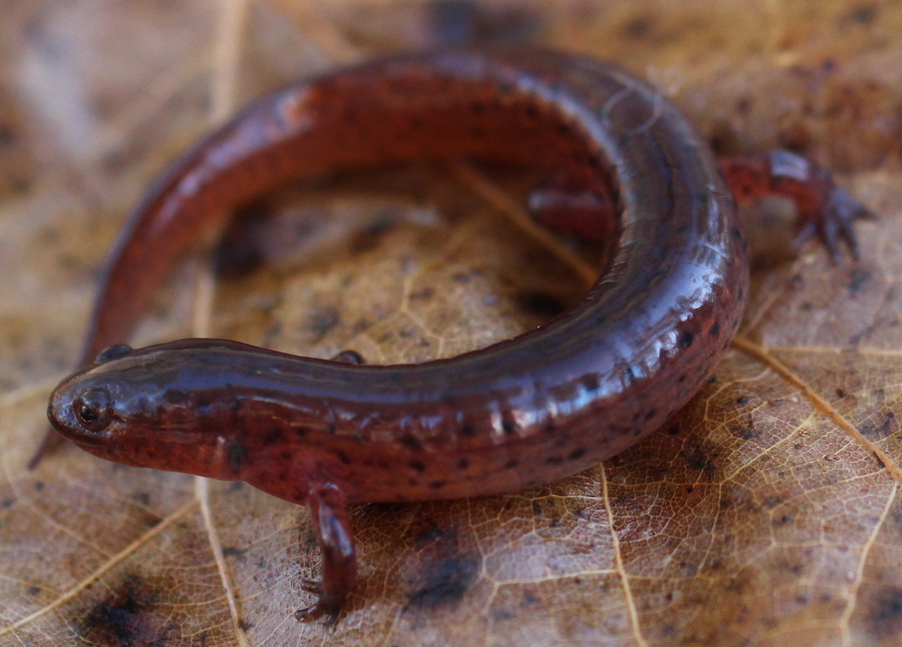 Mud Salamander