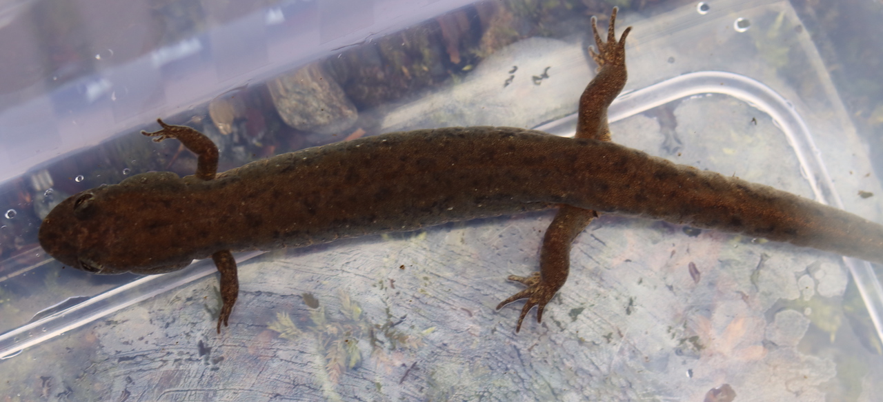 Northern Dusky Salamander