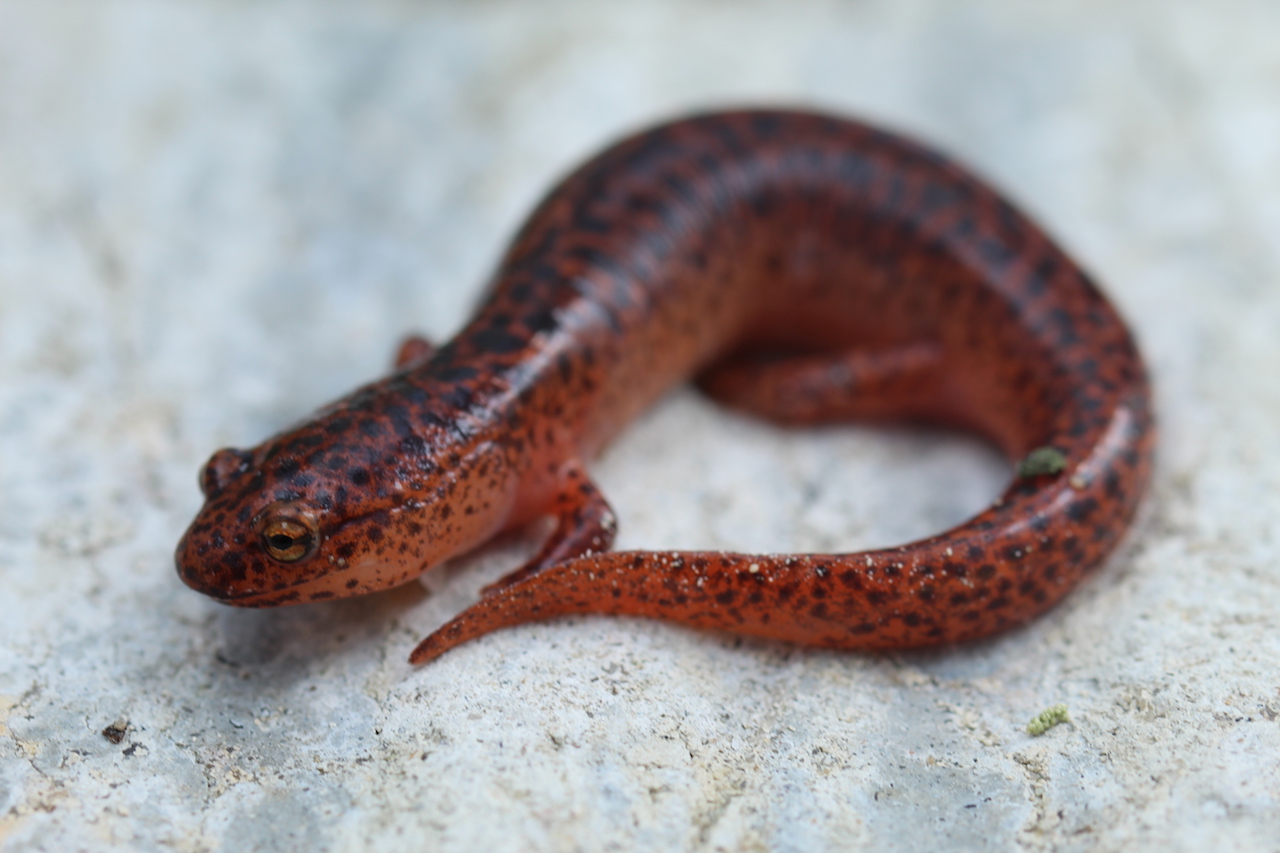 Northern Red Salamander