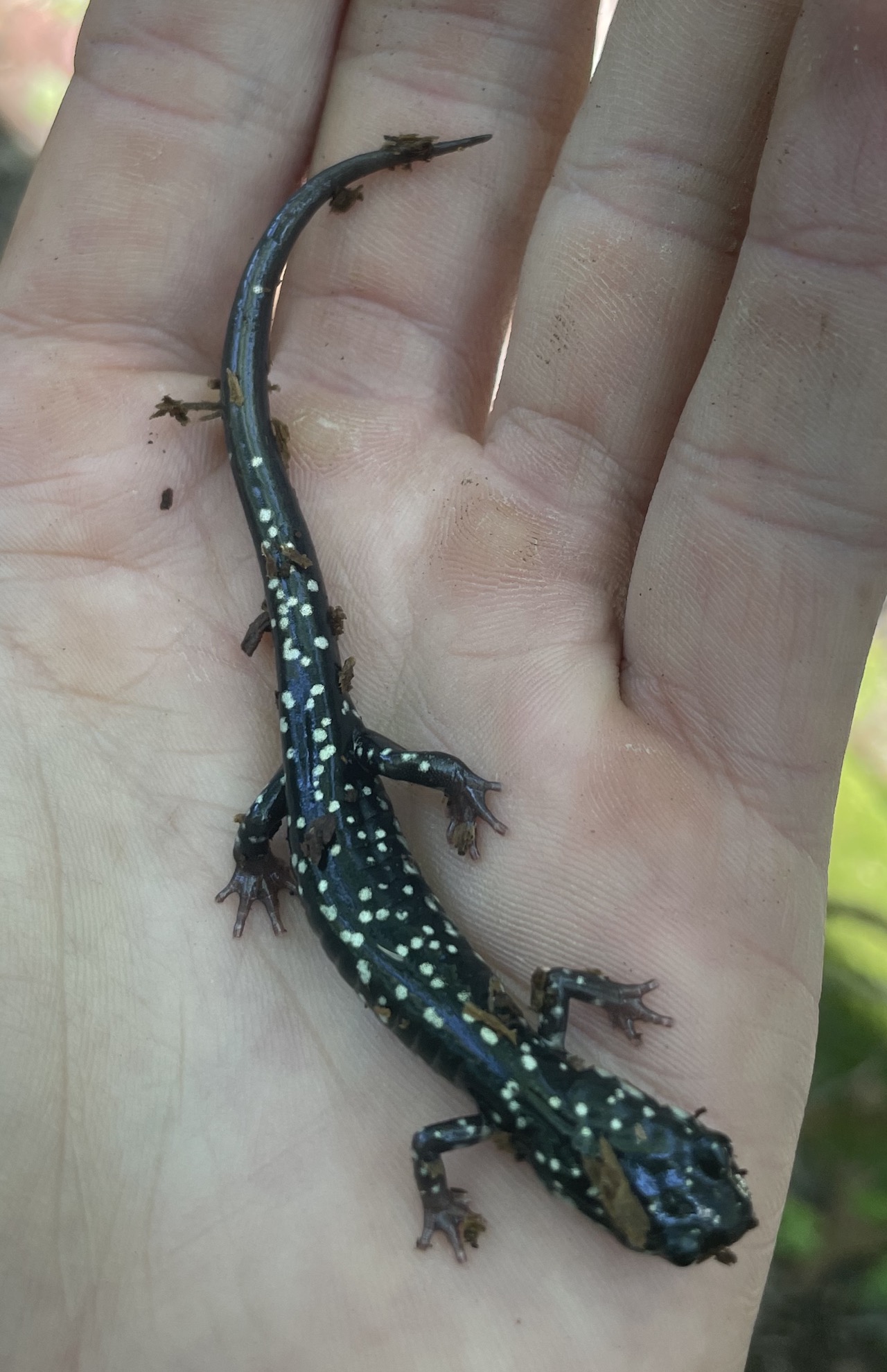 Northern Slimy Salamander