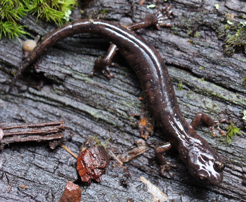 Northwestern Salamander