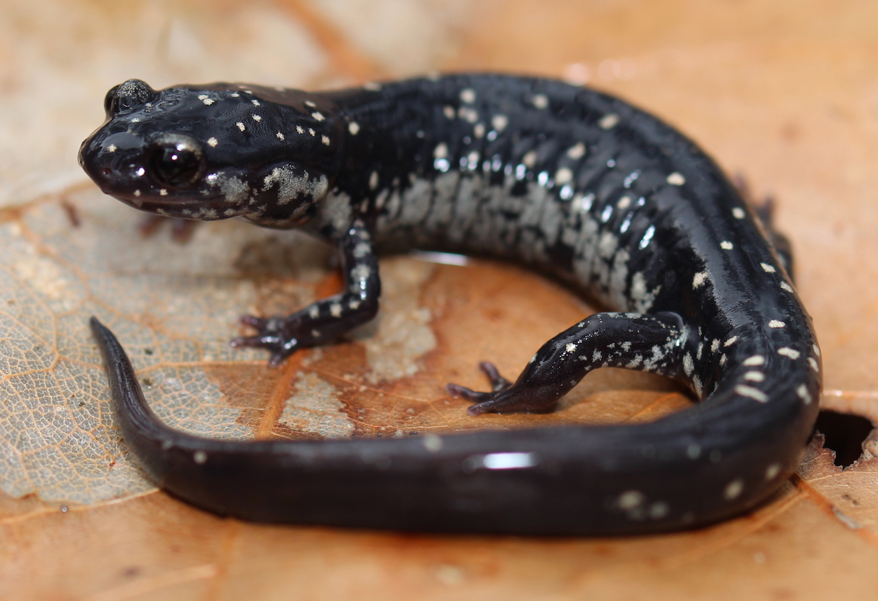 Ocmulgee Slimy Salamander