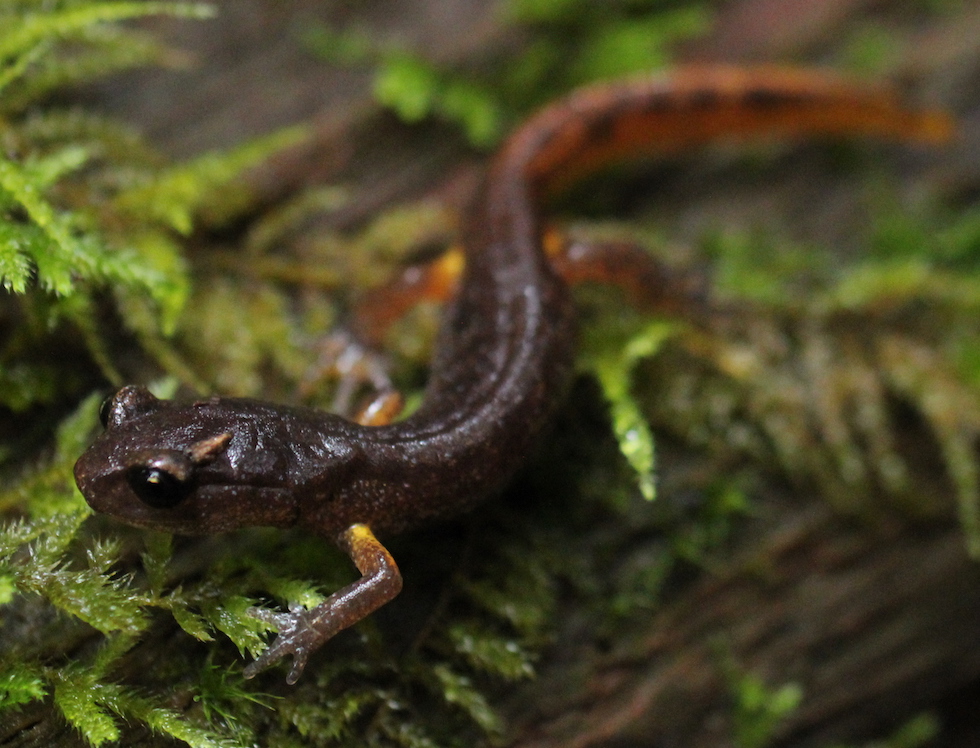 Oregon Ensatina