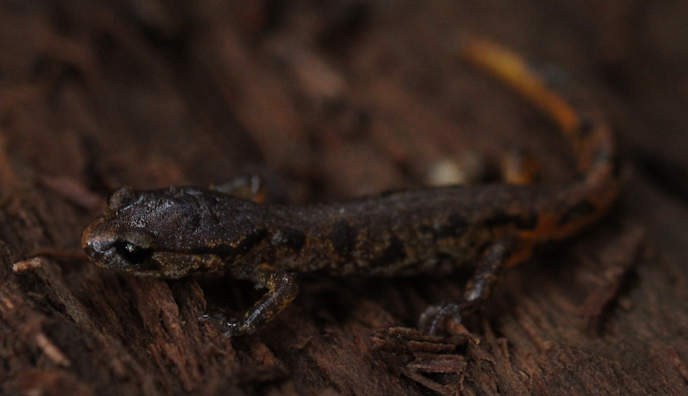 Painted Ensatina