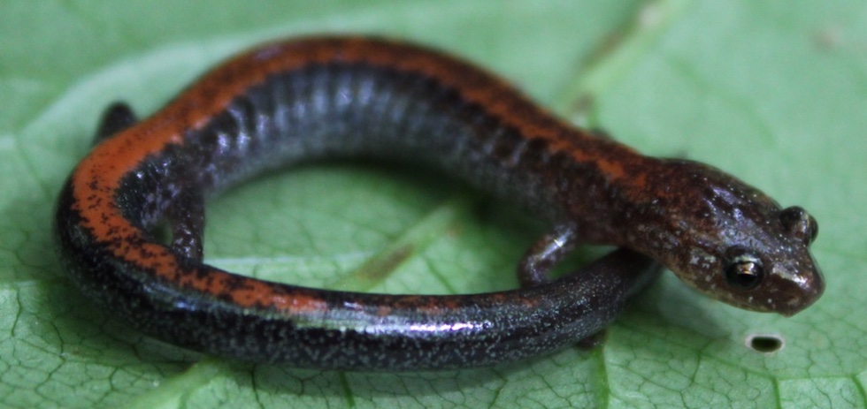 Red-Backed Salamander