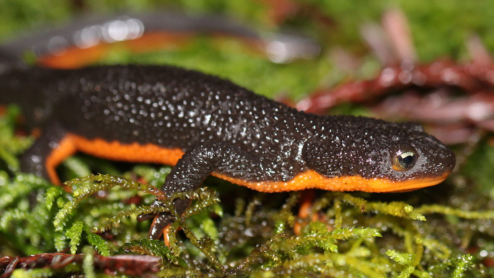 Rough-Skinned Newt