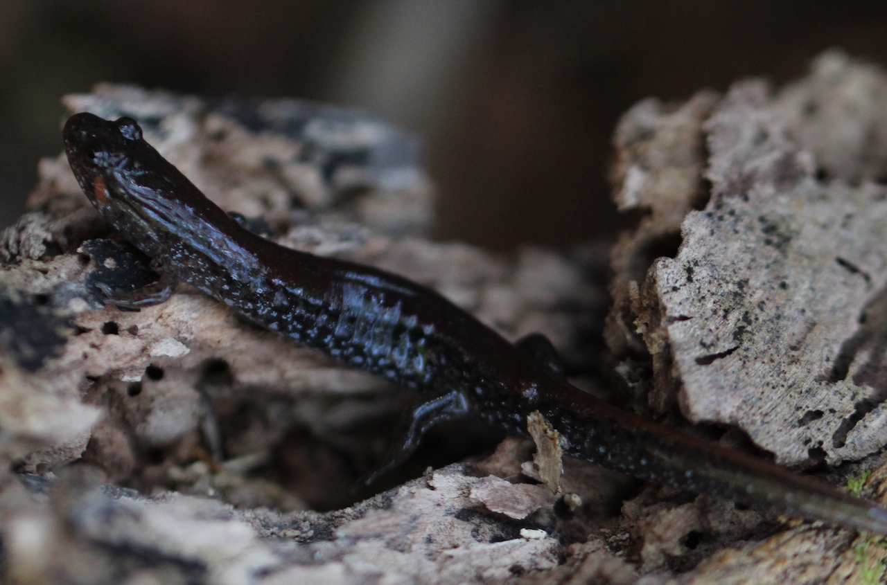 Southern Dusky Salamander