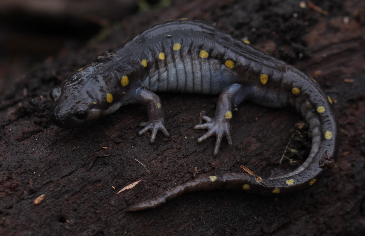 Spotted Salamander