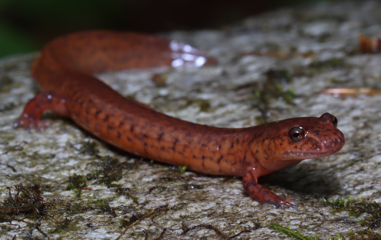 Spring Salamander