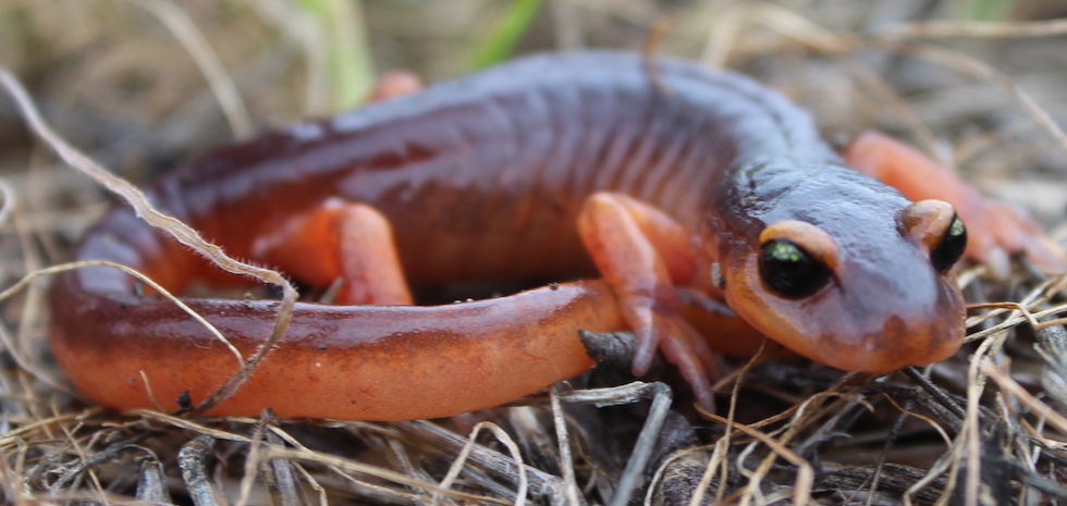 Yellow-Eyed Ensatina