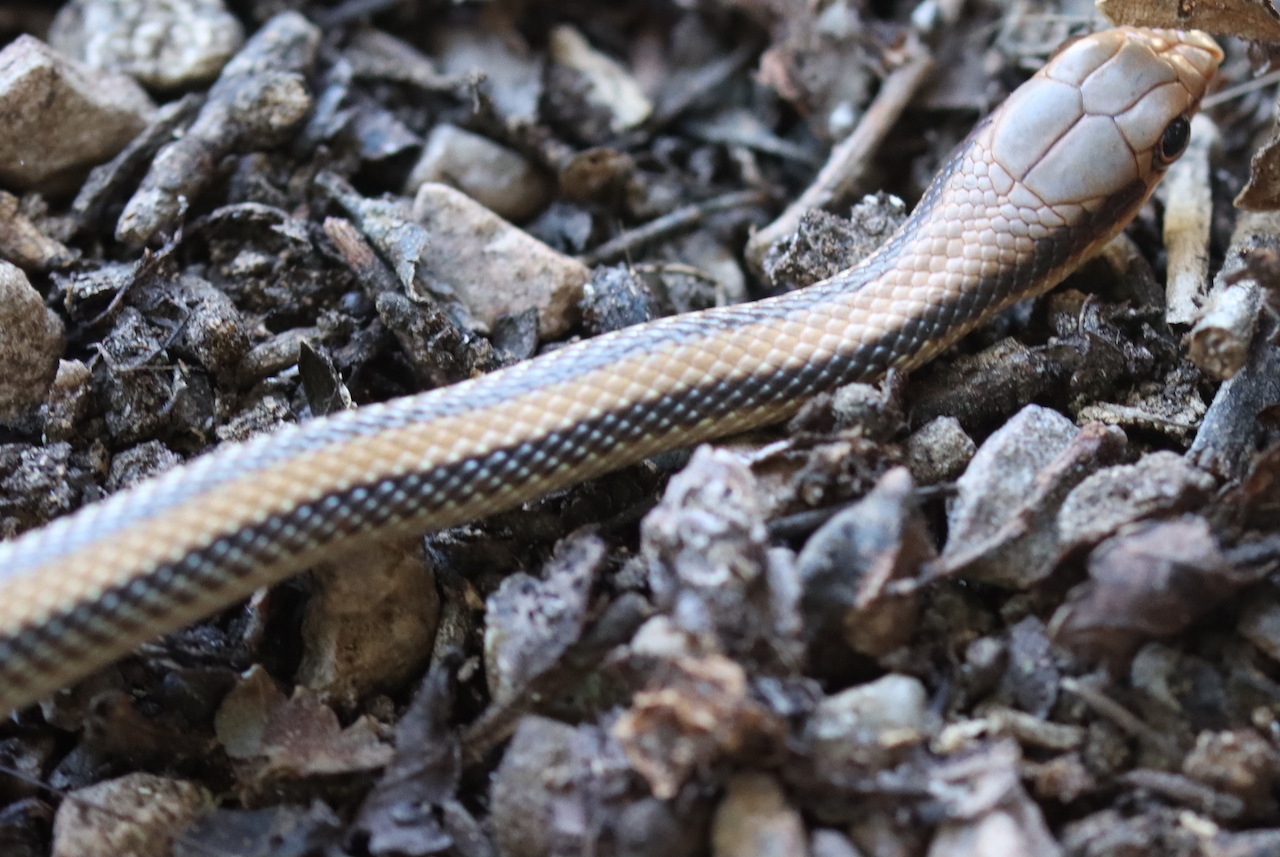 Big Bend Patch-nosed Snake