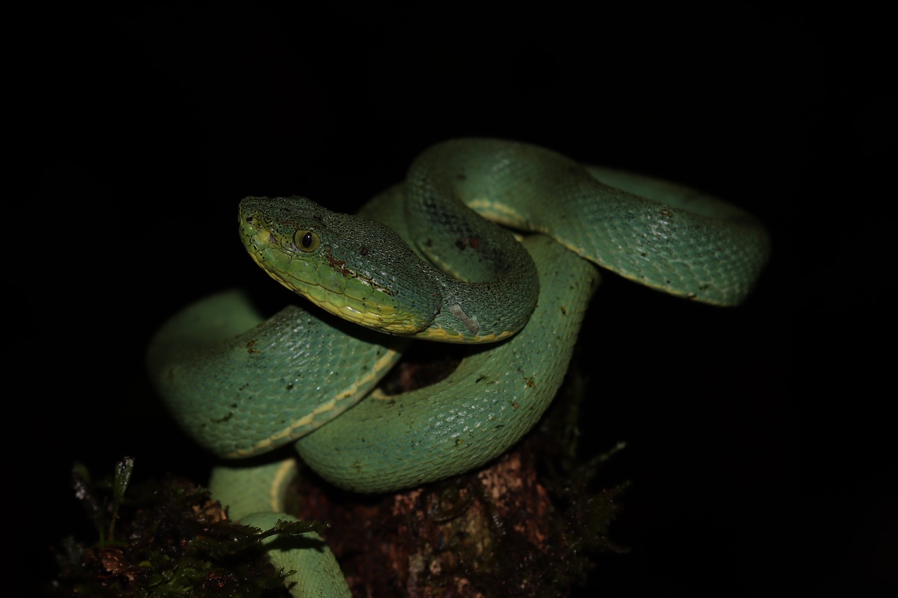 Two-lined Forest Pitviper