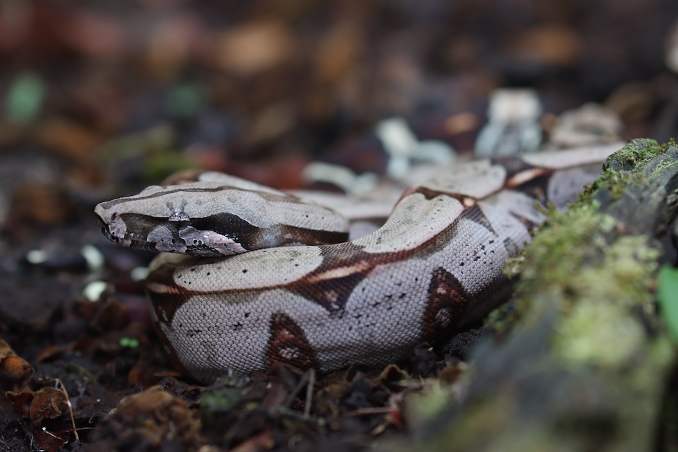 Boa Constrictor