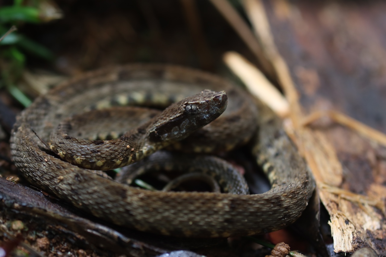 Fer-de-Lance (B. atrox)