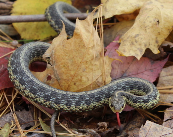 Eastern Gartersnake