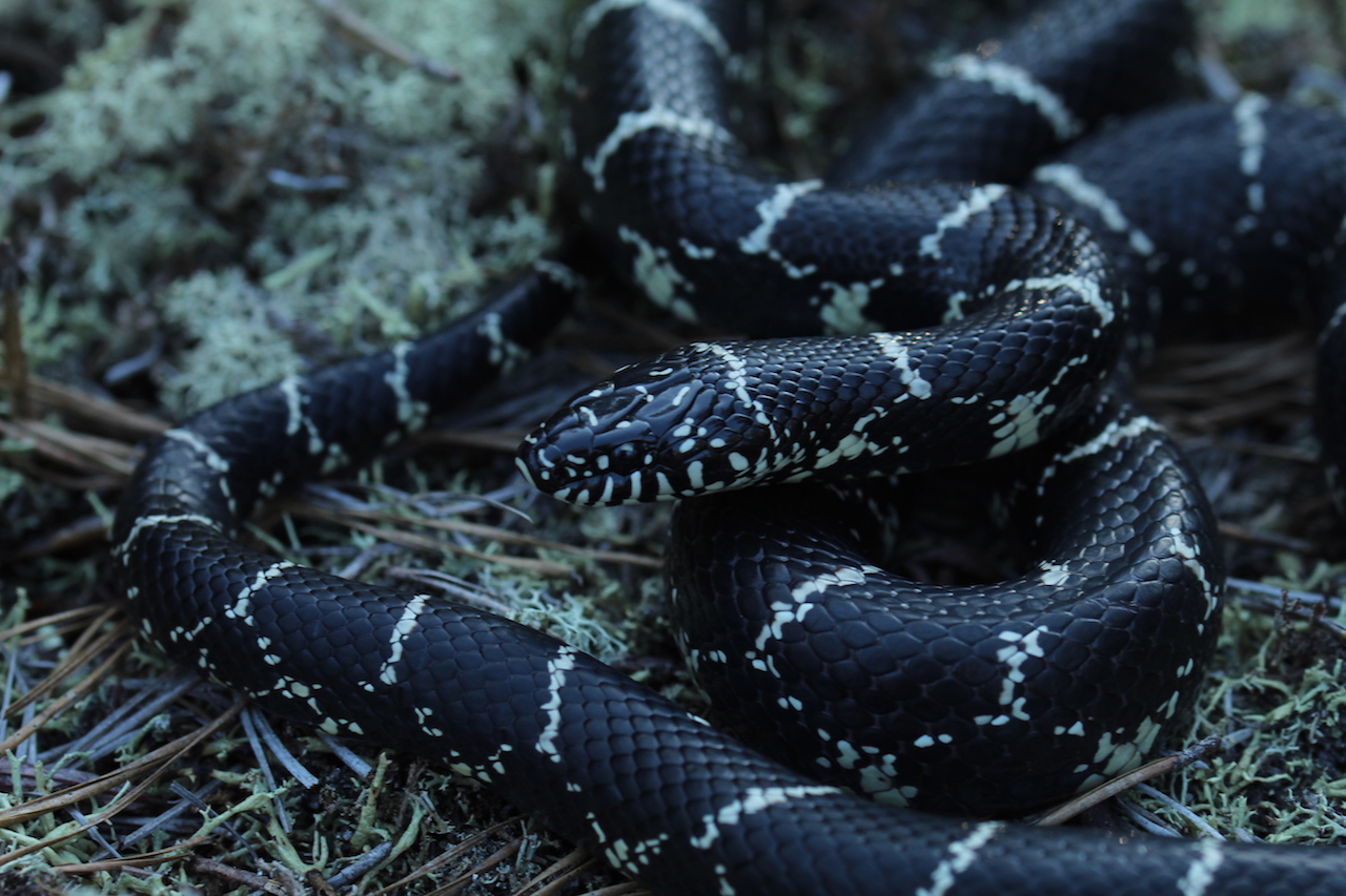 Eastern Kingsnake