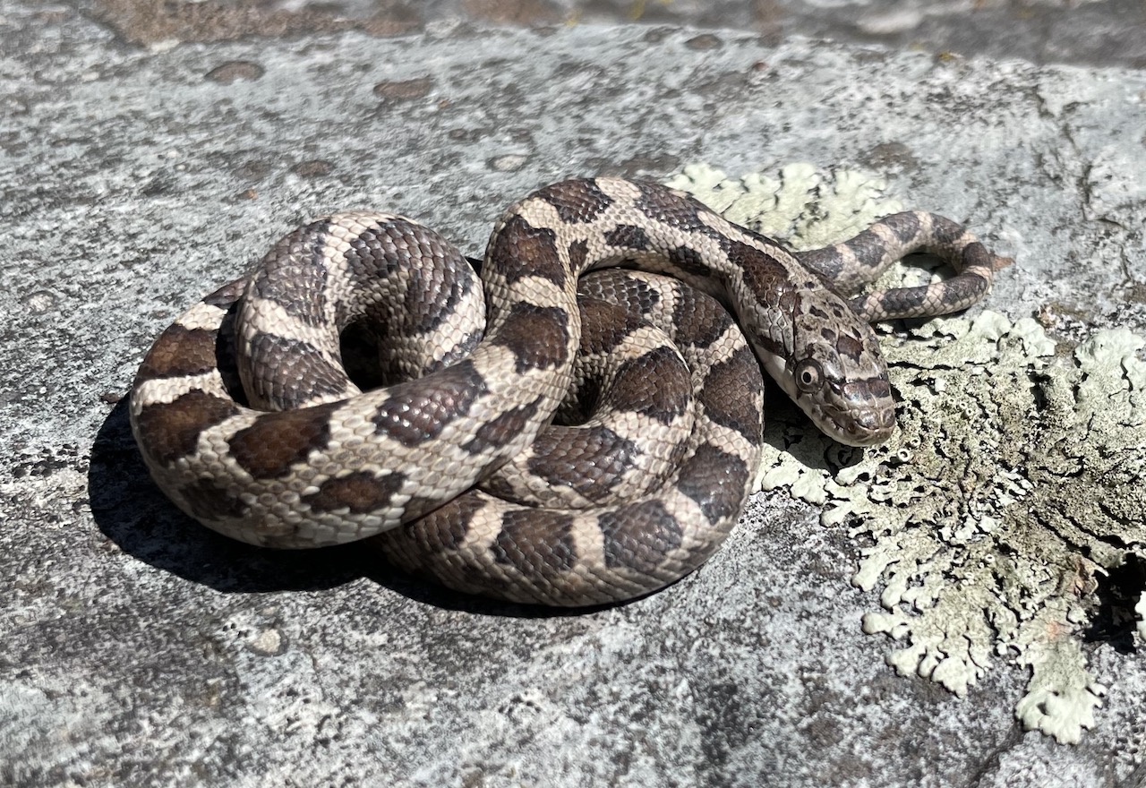 Eastern Ratsnake