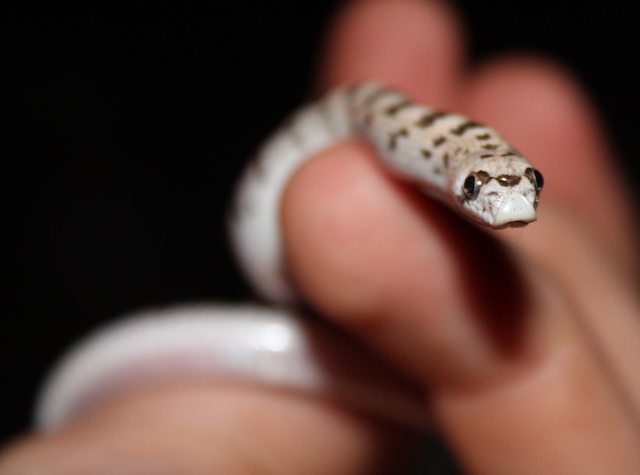 Spotted Leaf-nosed Snake