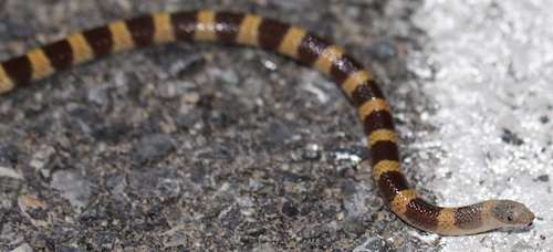 Mohave Shovel-nosed Snake