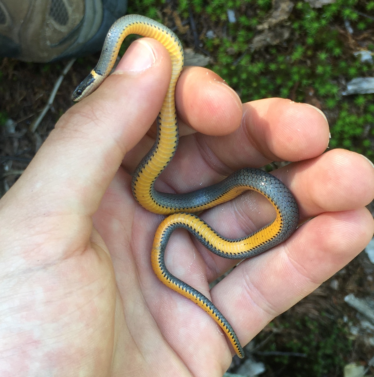 Northern Ring-necked Snake