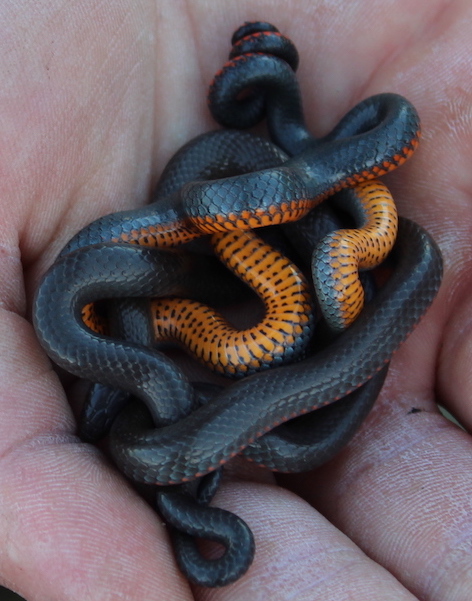 Pacific Ring-necked Snake