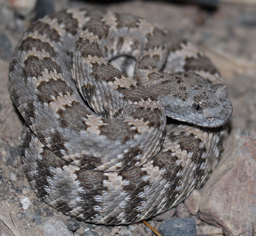 Panamint Rattlesnake