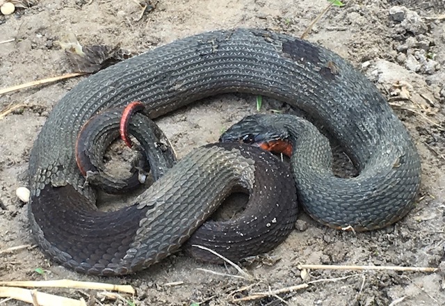 Red Bellied Watersnake