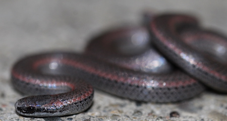 Common Sharp-tailed Snake