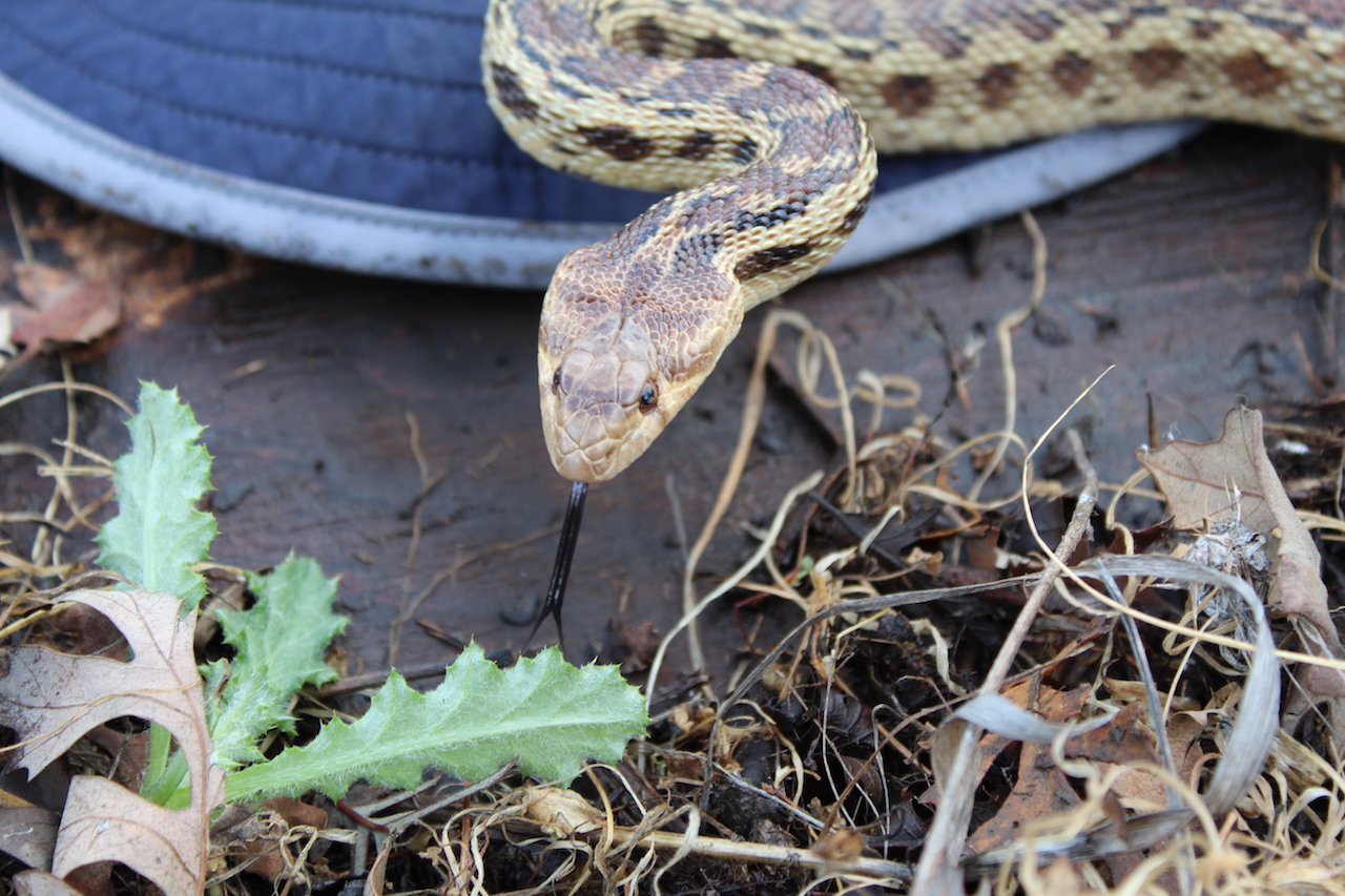 Pacific Gophersnake