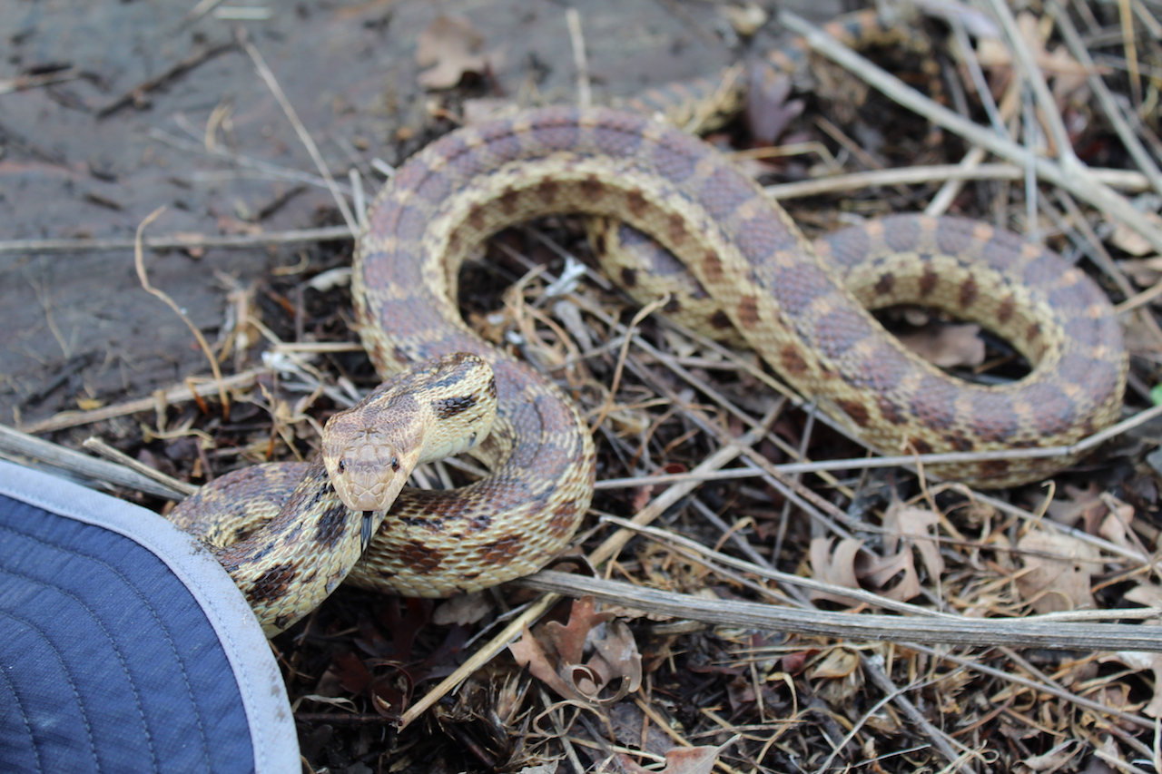 Pacific Gophersnake