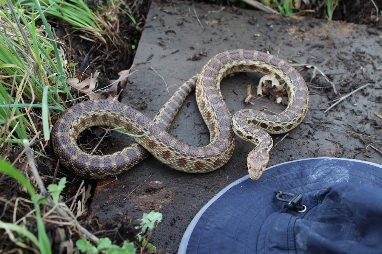 Pacific Gophersnake