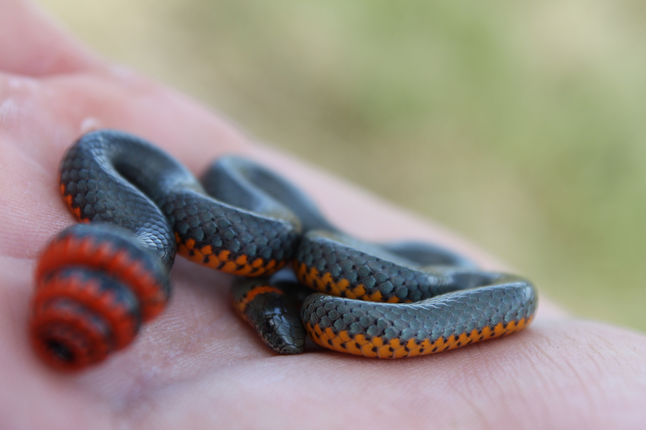 Pacific Ring-necked Snake