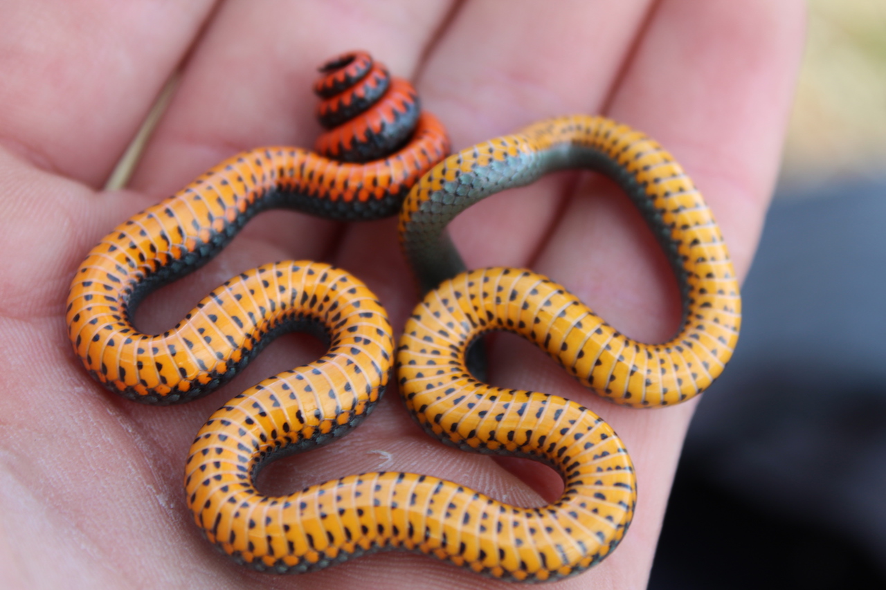 Pacific Ring-necked Snake