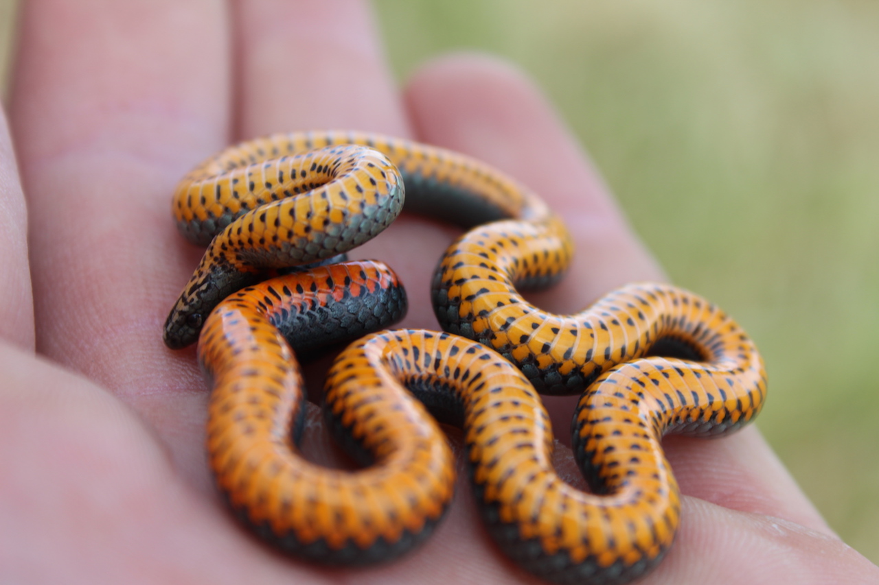 Pacific Ring-necked Snake