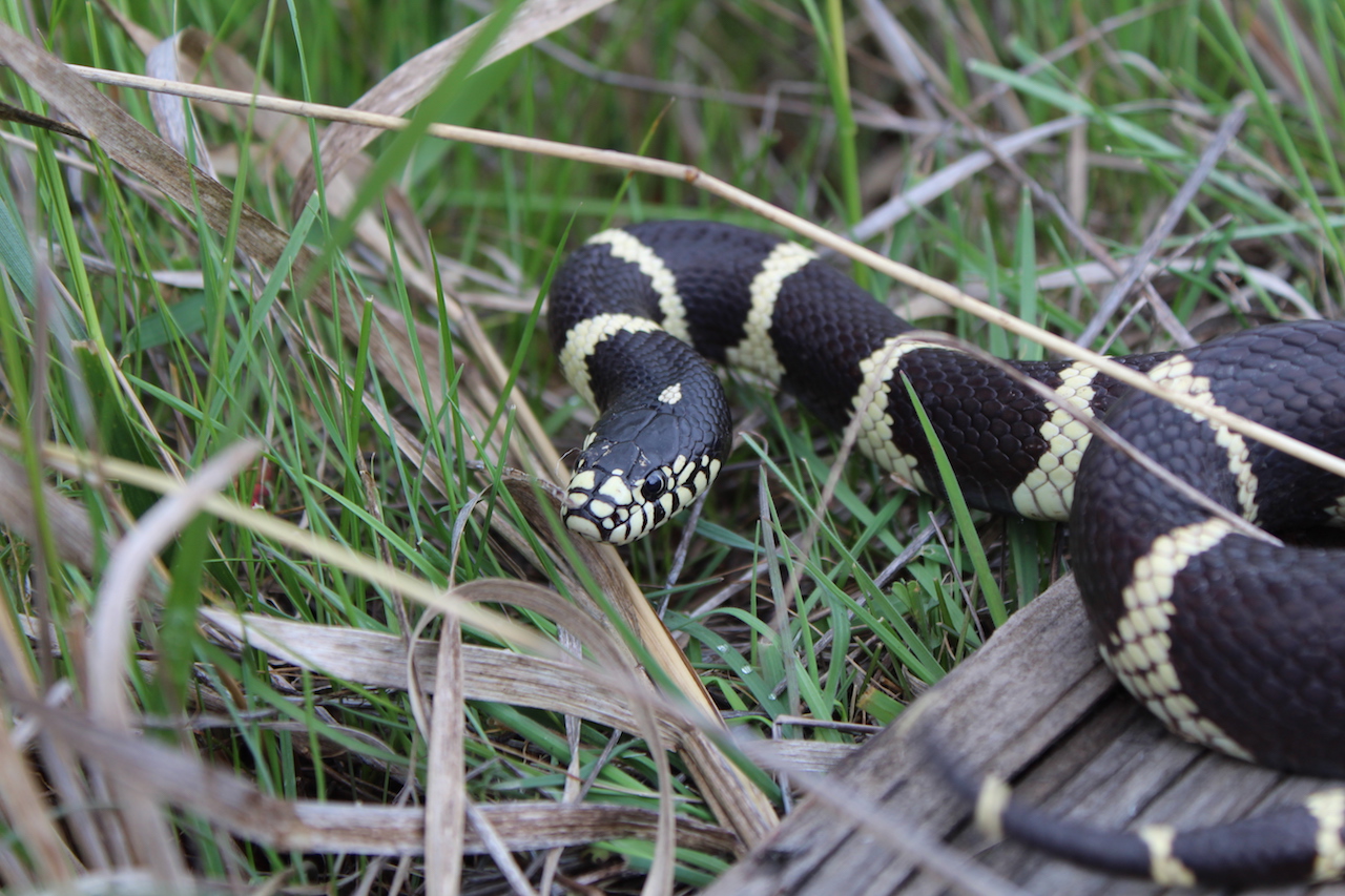 California Kingsnake