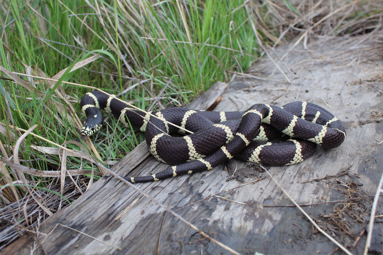 California Kingsnake