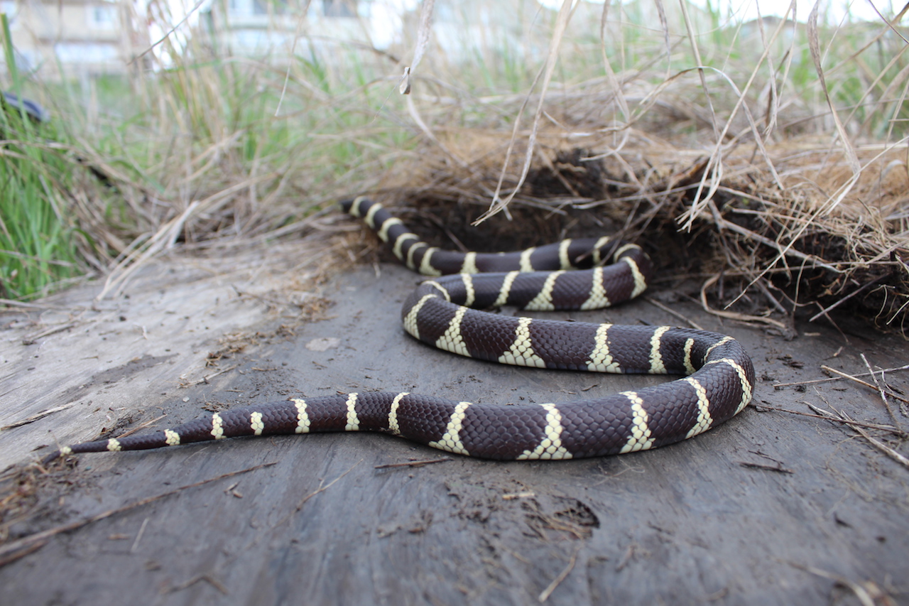 California Kingsnake