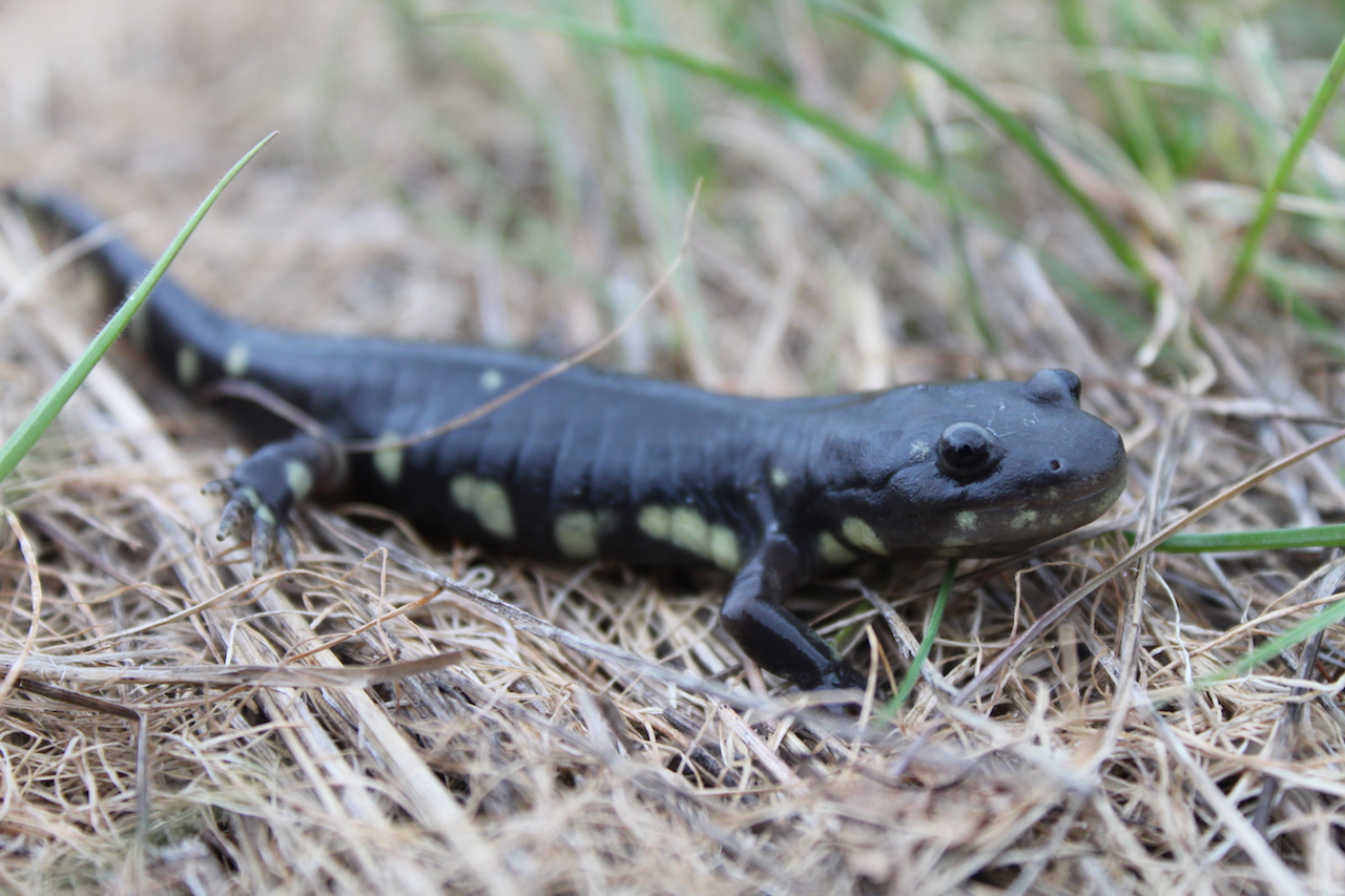 California Tiger Salamander