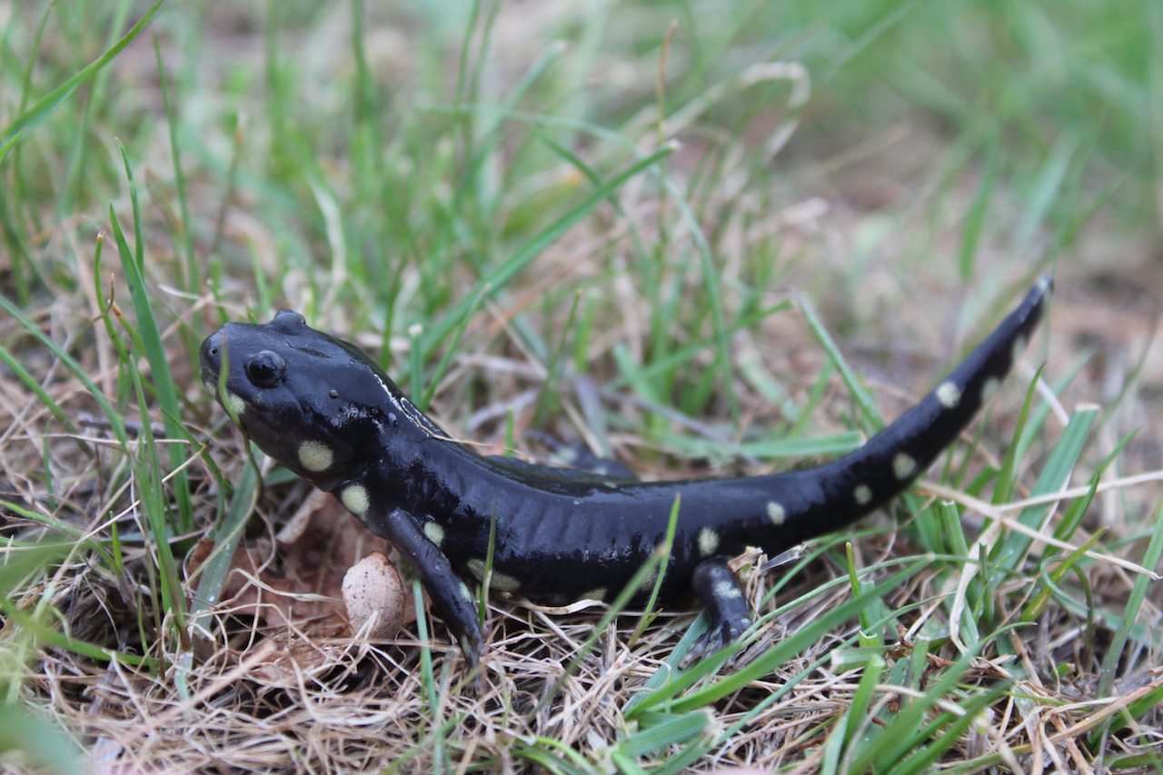 California Tiger Salamander