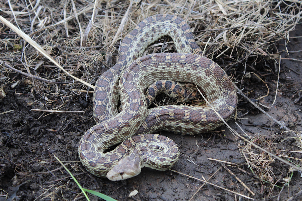 Pacific Gophersnake