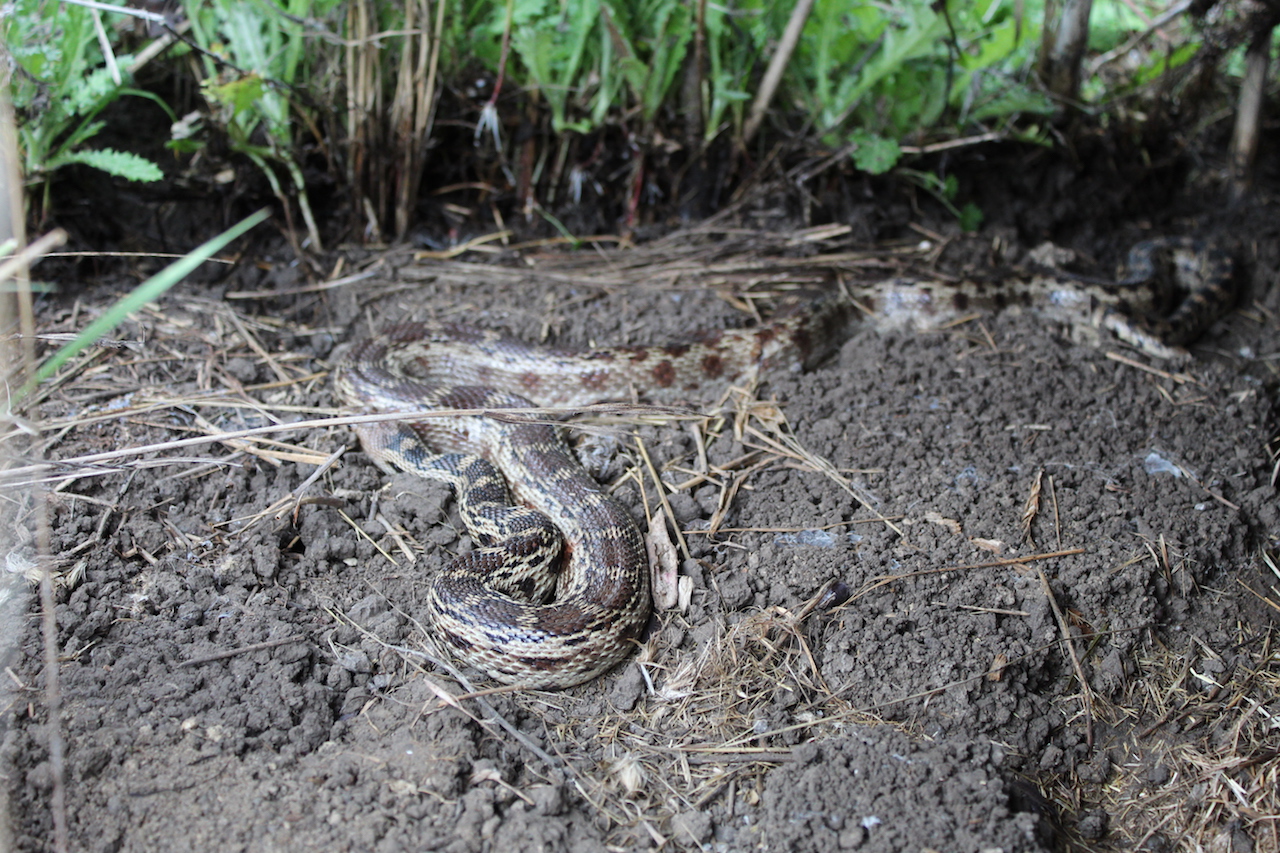 Pacific Gophersnake