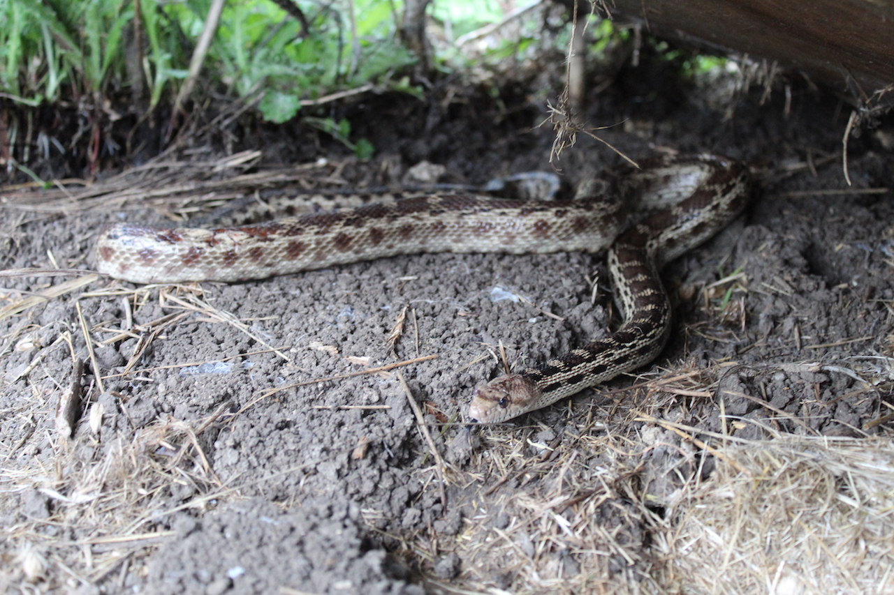 Pacific Gophersnake