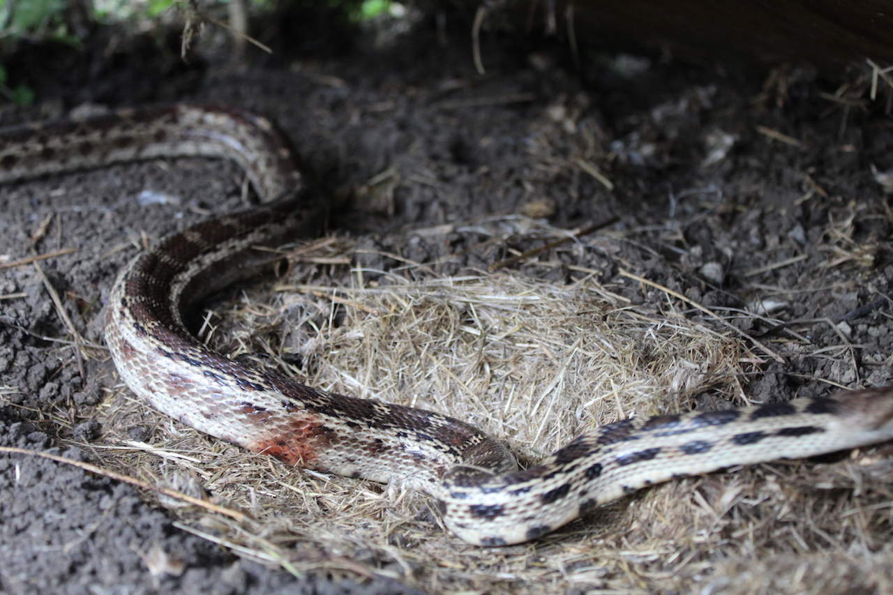 Pacific Gophersnake