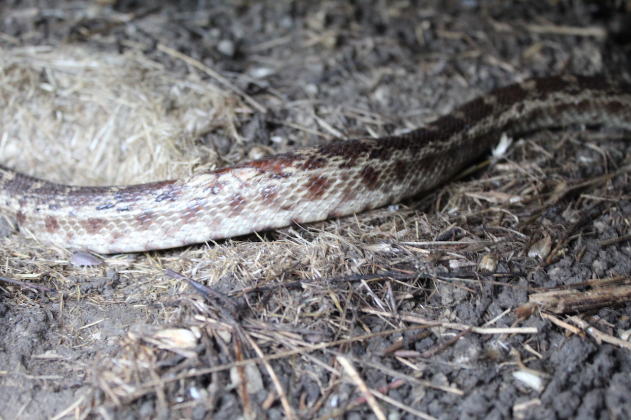 Pacific Gophersnake