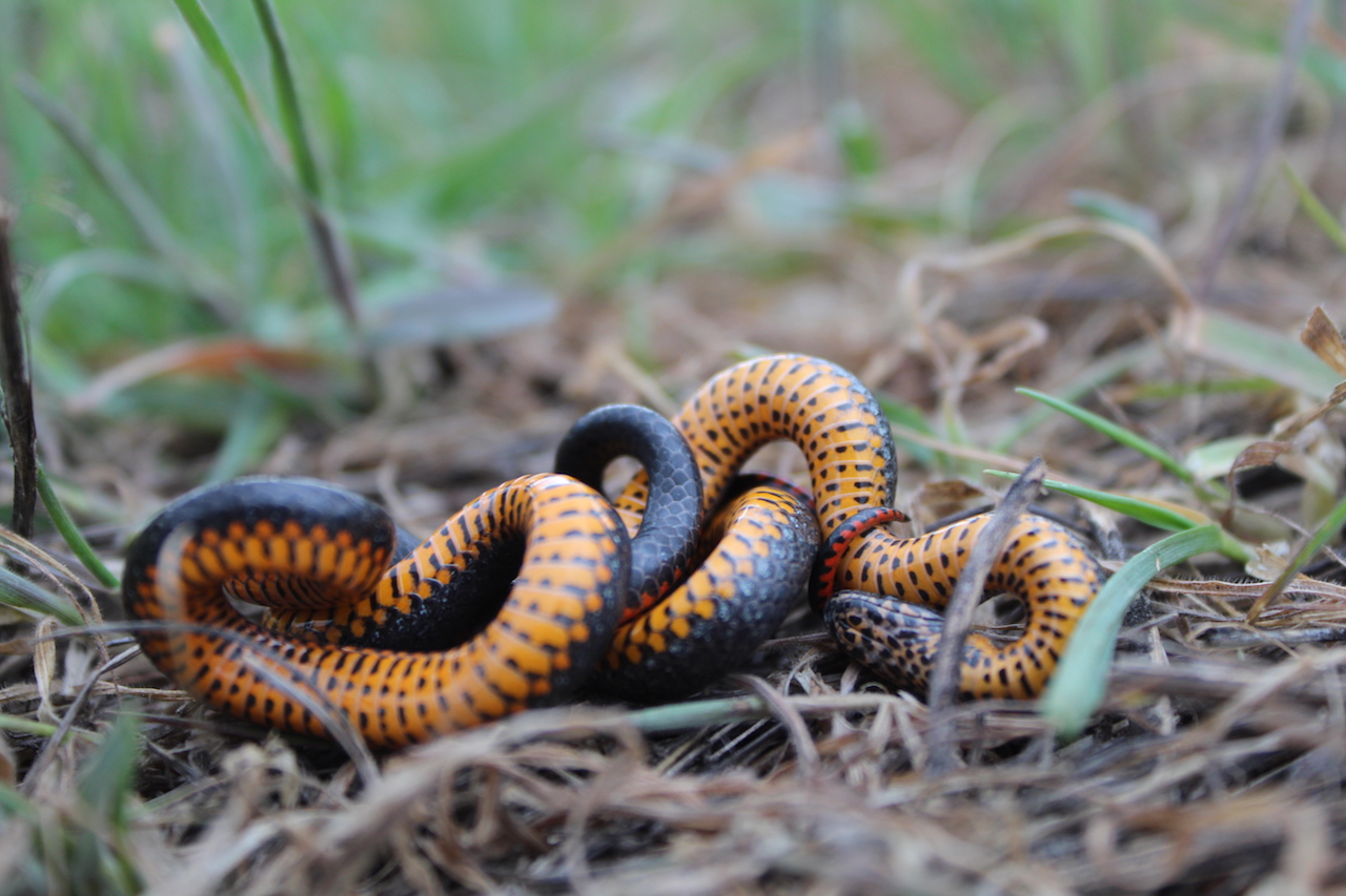 Pacific Ring-necked Snake